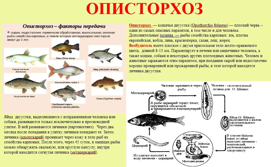 Описторхоз: Как обезопасить себя и своих близких?