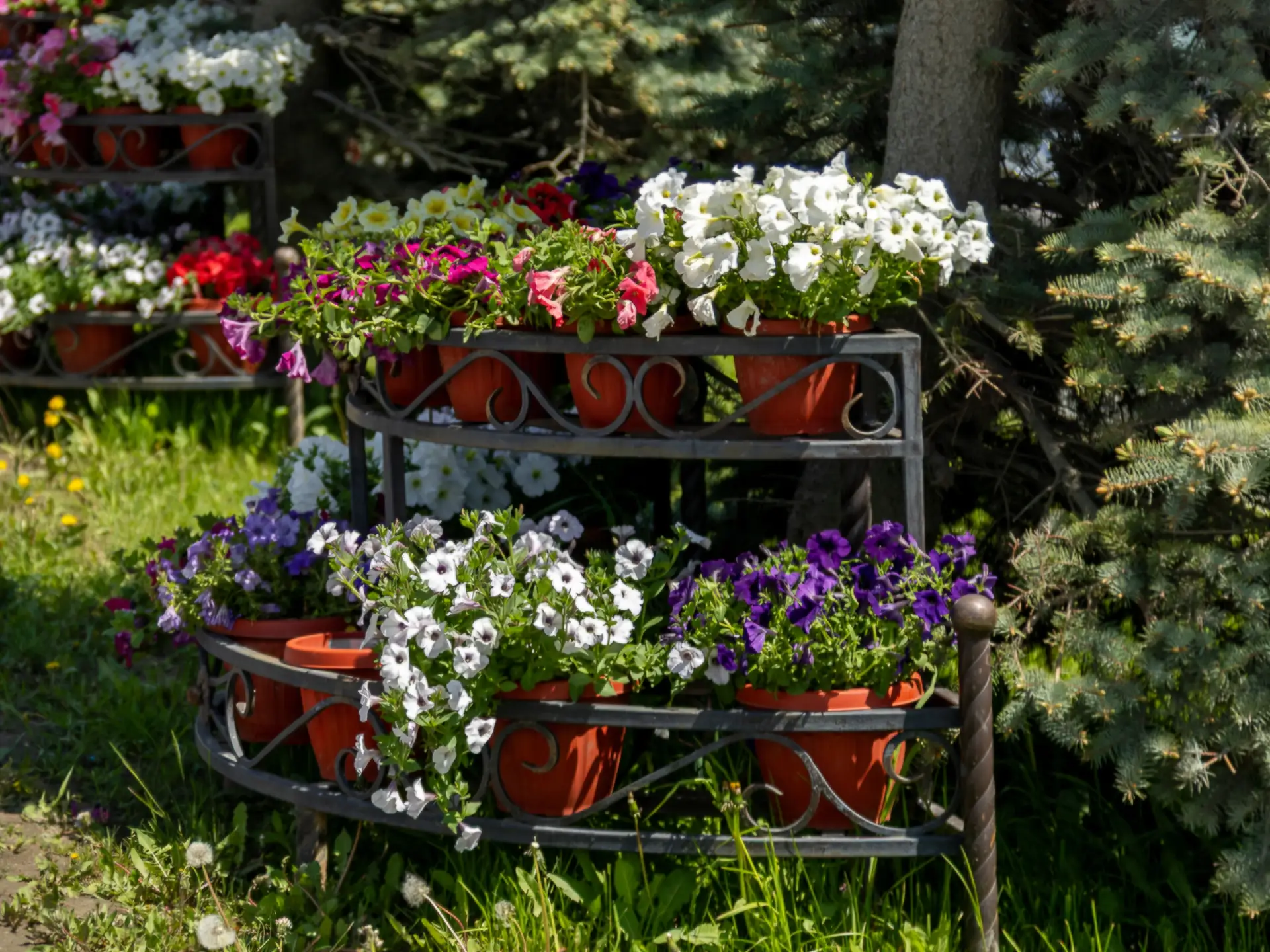 🌼 Южно-Сахалинск расцветает на глазах!