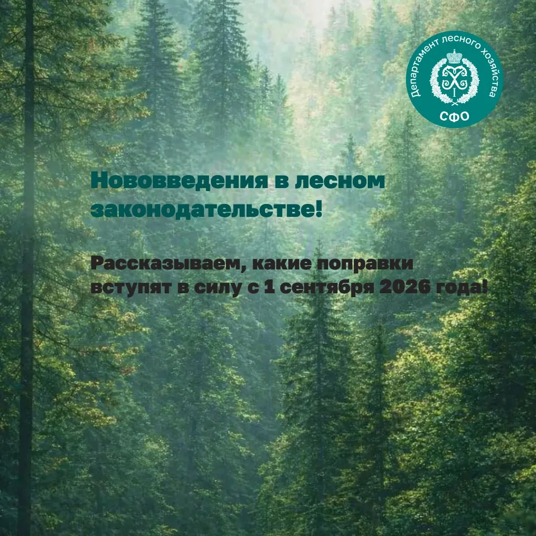 🌲Не навреди лесу — знай лесные правила 2026!