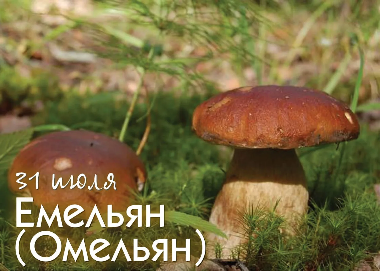 Народный календарь 

31 июля — Емельян (Омельян). Завершение покосов, нередко — день отдыха (если се