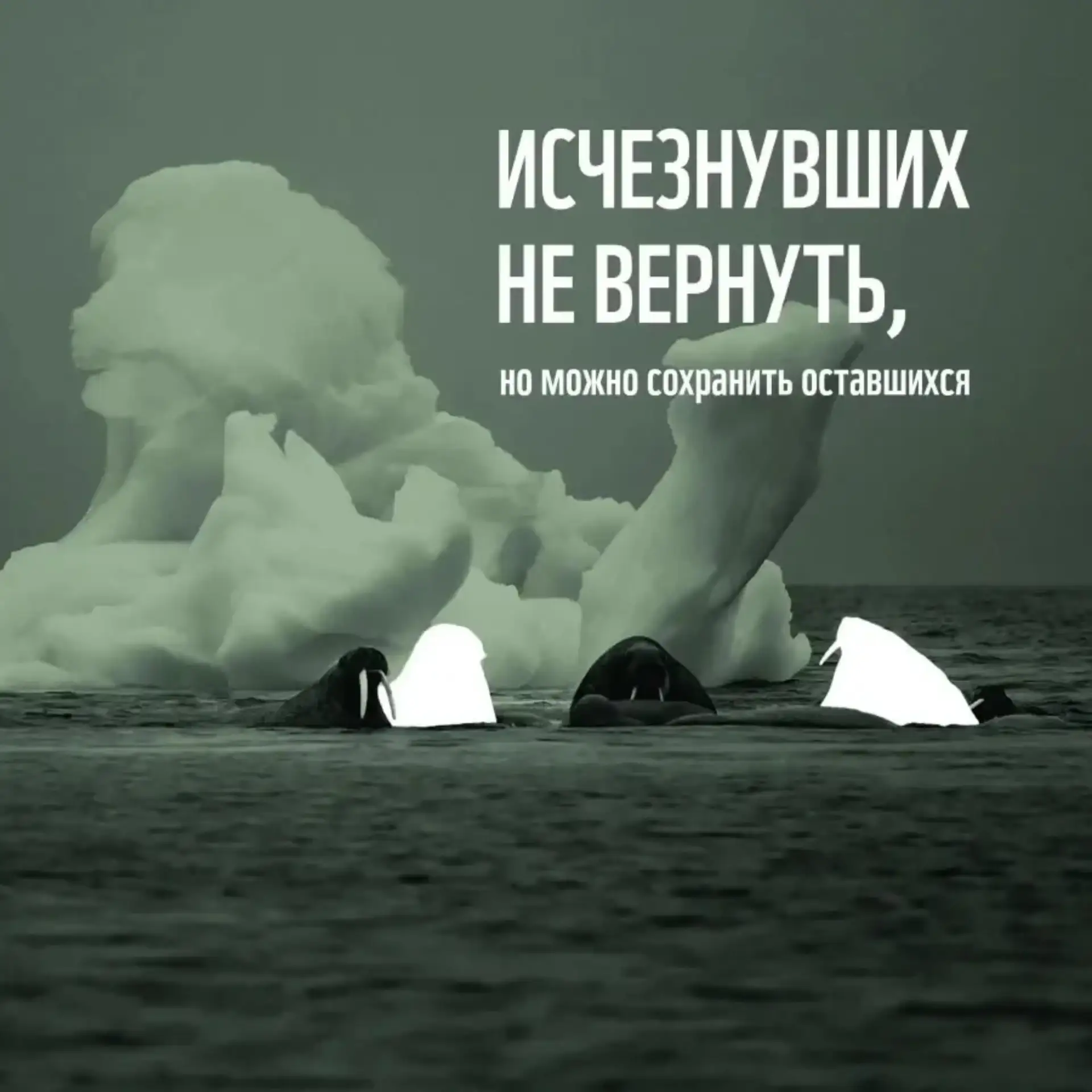 Они не могут попросить о помощи: День исчезающих видов животных ✨