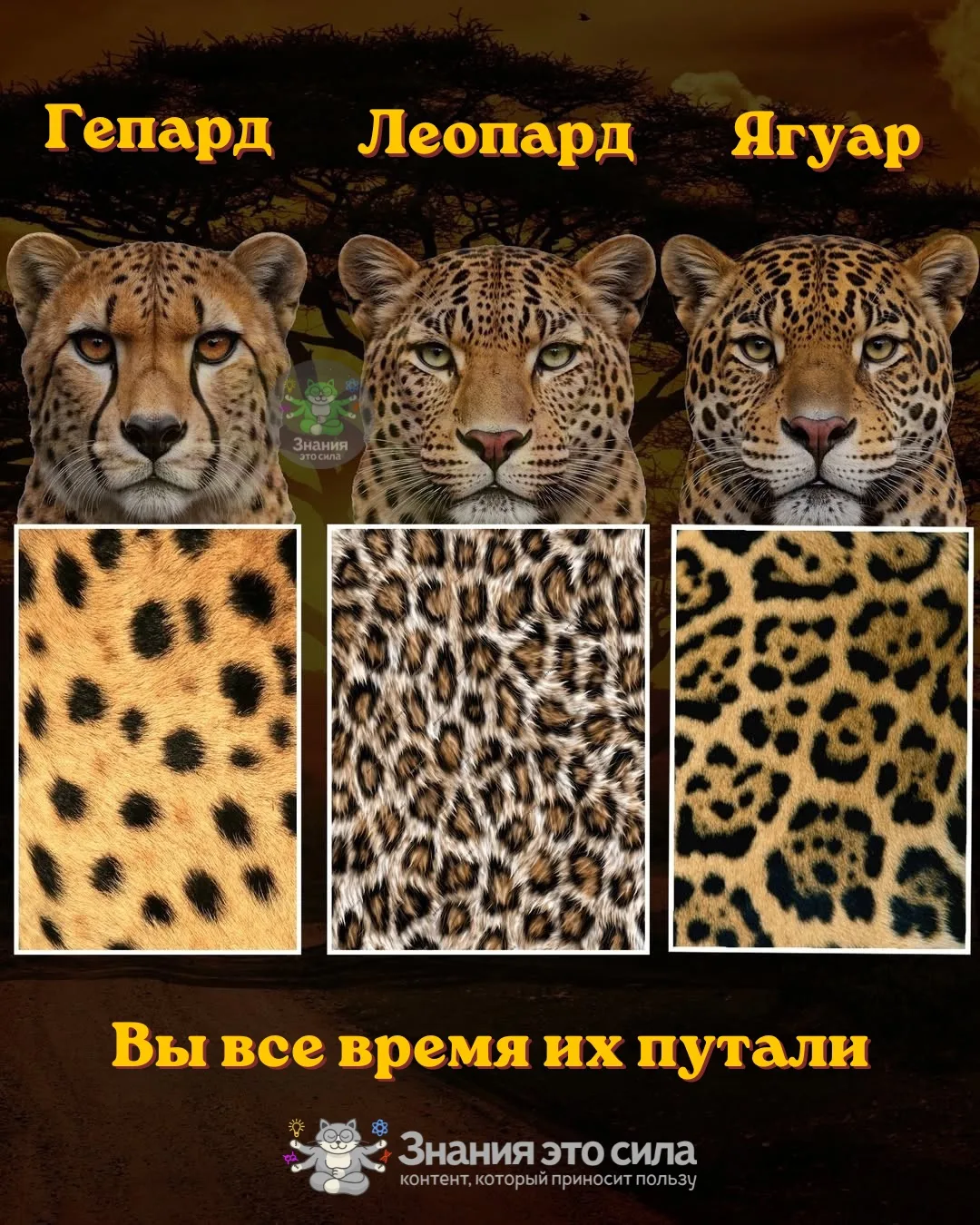 🧐Как за 3 секунды понять, кто перед тобой? Присмотритесь к узору на шерсти.