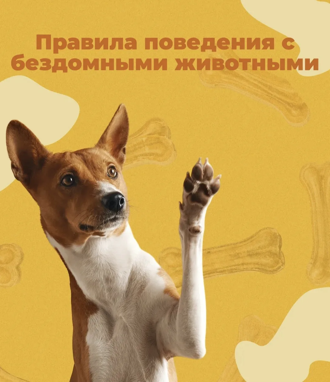 🟠 Безопасность на первом месте

Простые, но важные правила поведения с бездомными животными:

🔸Изб