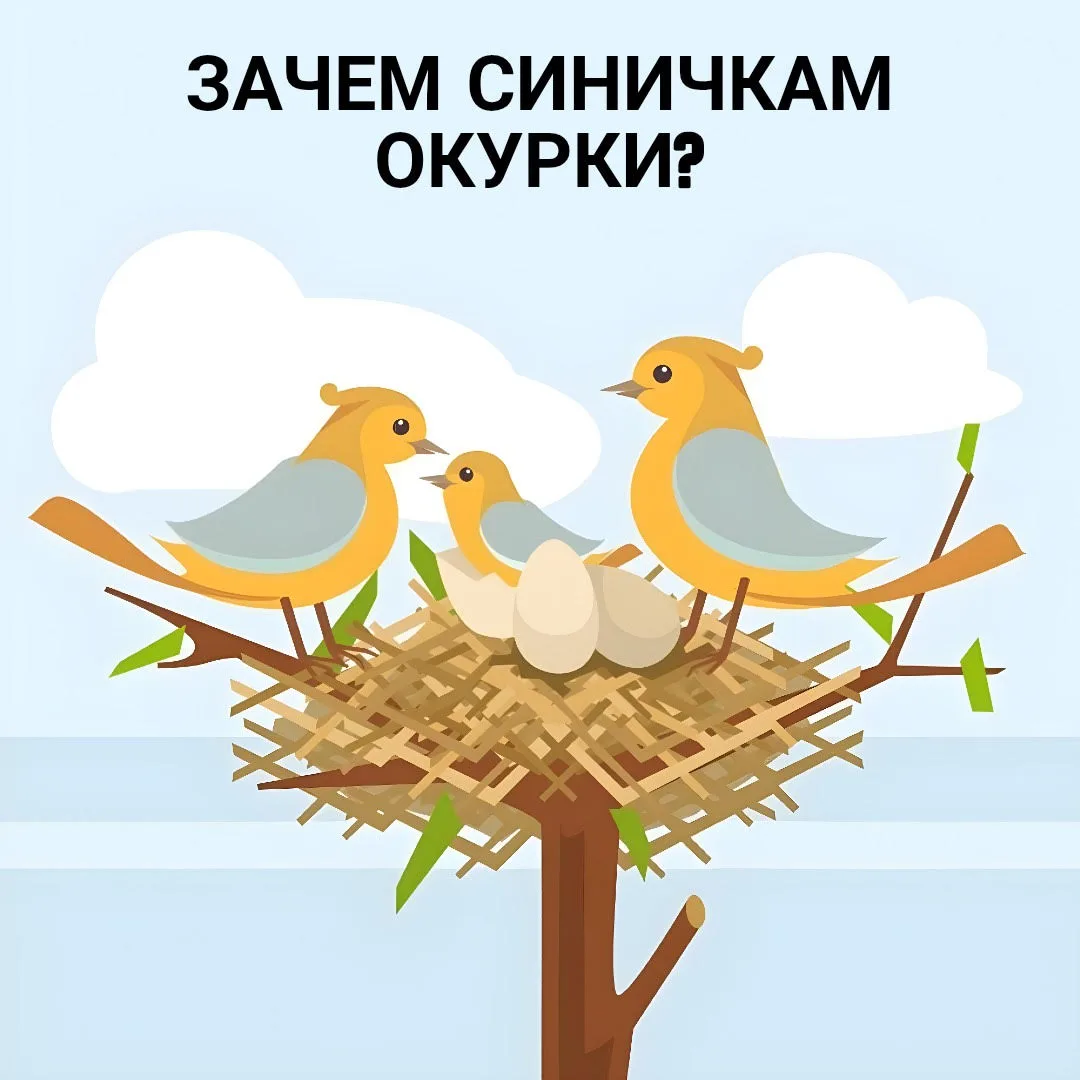 Орнитологи всего мира в шоке. Мелкие птички активно собирают окурки и тащат в гнездо. Н...