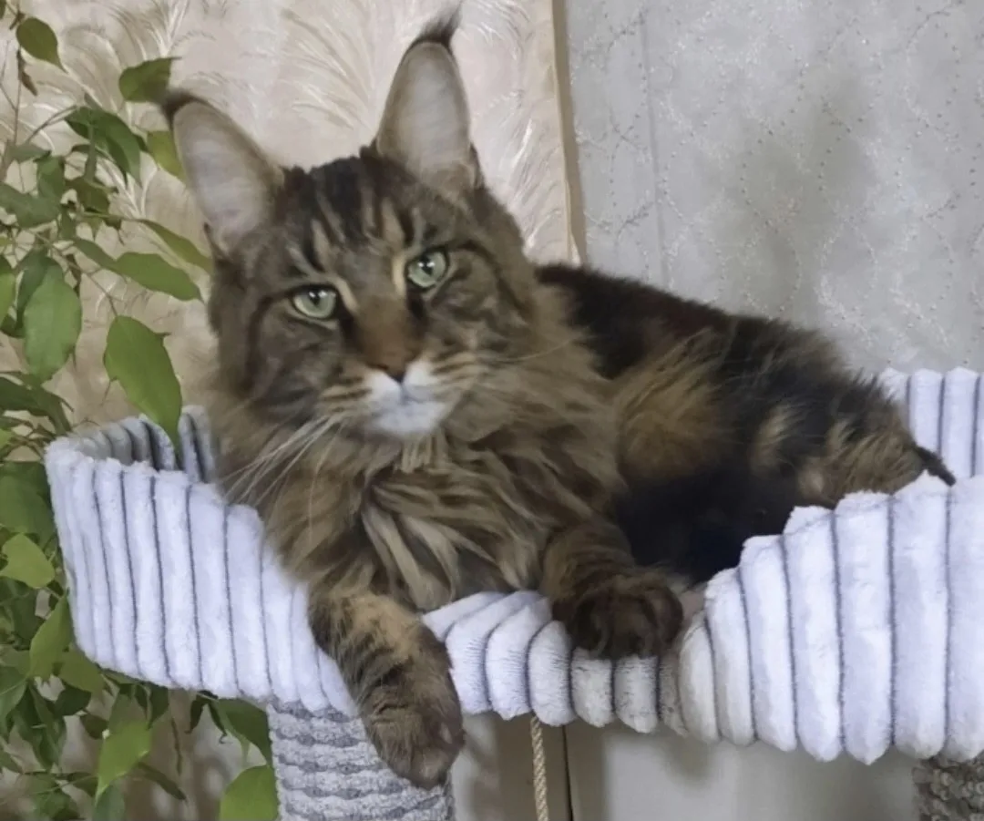 ПОМОГИТЕ НАЙТИ КОТА🐱 🙏.