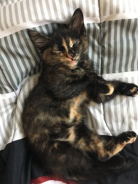 #КотикПодписчика 🥰