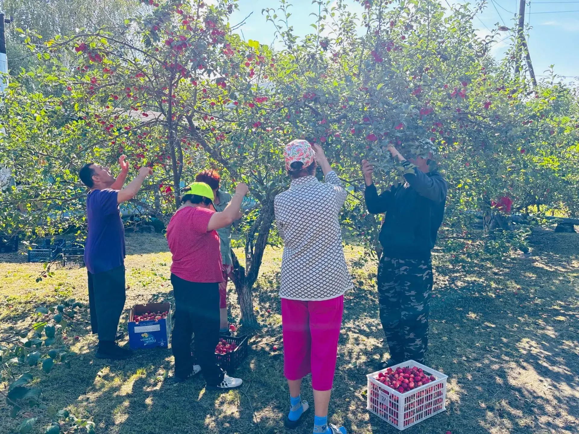 🍎Яблочный урожай объединил проживающих Озерского дома