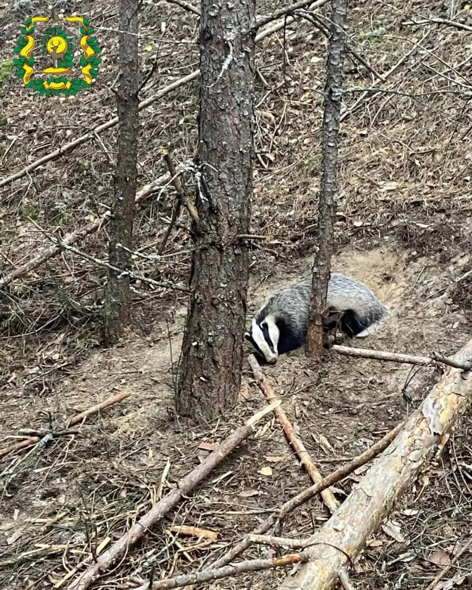 🦡 Барсуку из Воротынского округа помогли выбраться из ловушки Зверек угодил лапой в бр...