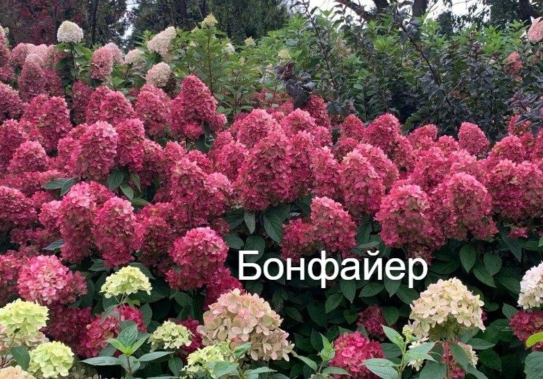 Сорт Бонфайер — куст с сильными стеблями и крепкими цветами.