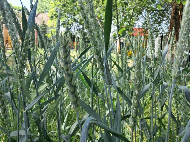 🌼ЦВЕТЕНИЕ ОЗИМОЙ ПШЕНИЦЫ🌼

Сегодня на прогулке ребята заметили на колосьях пшеницы небольшие жёлты