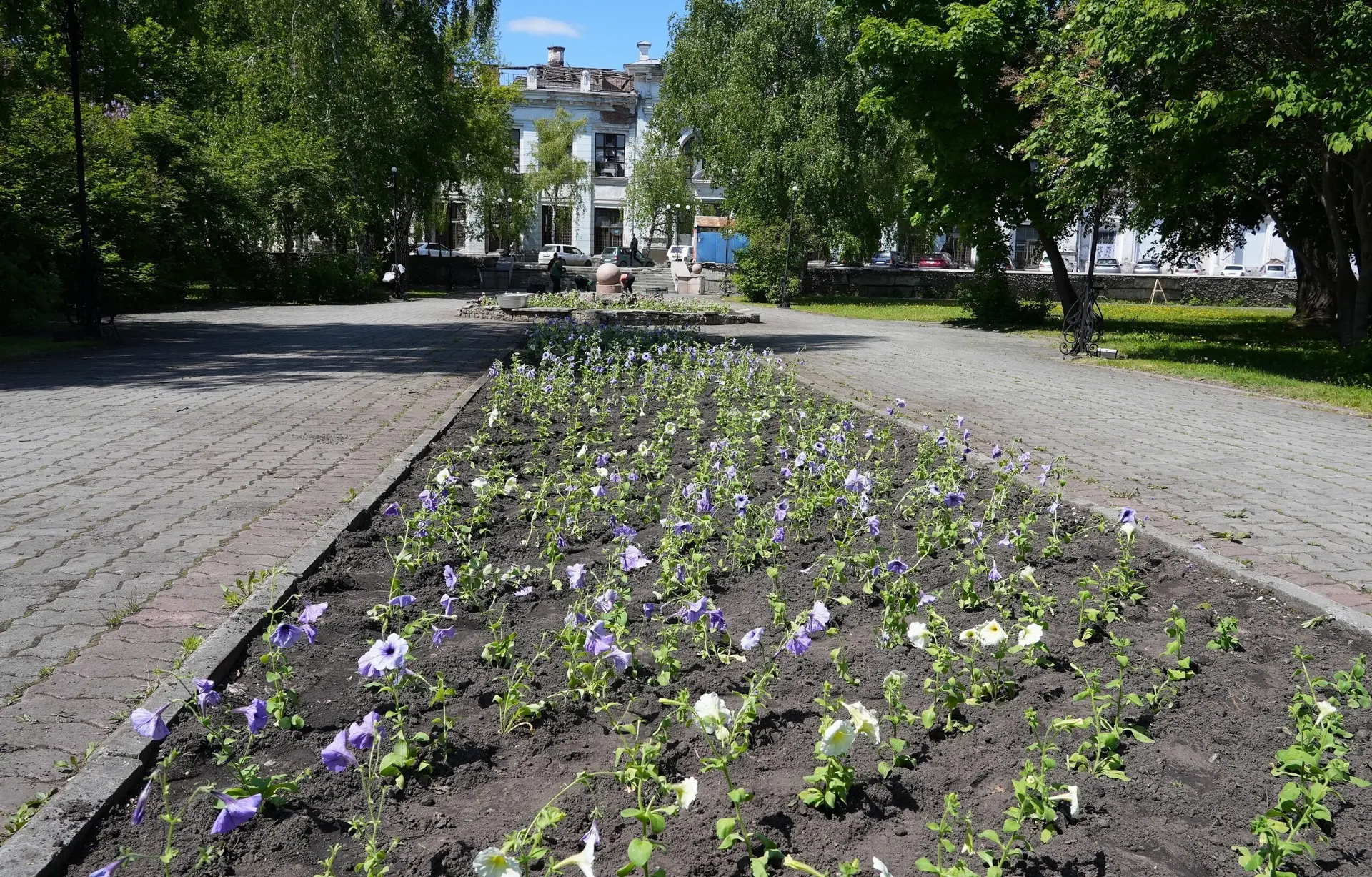 🌺🌸В Бийске стартовала высадка цветов  Специалисты ООО «Зеленстрой» приступили к оформлению цветников