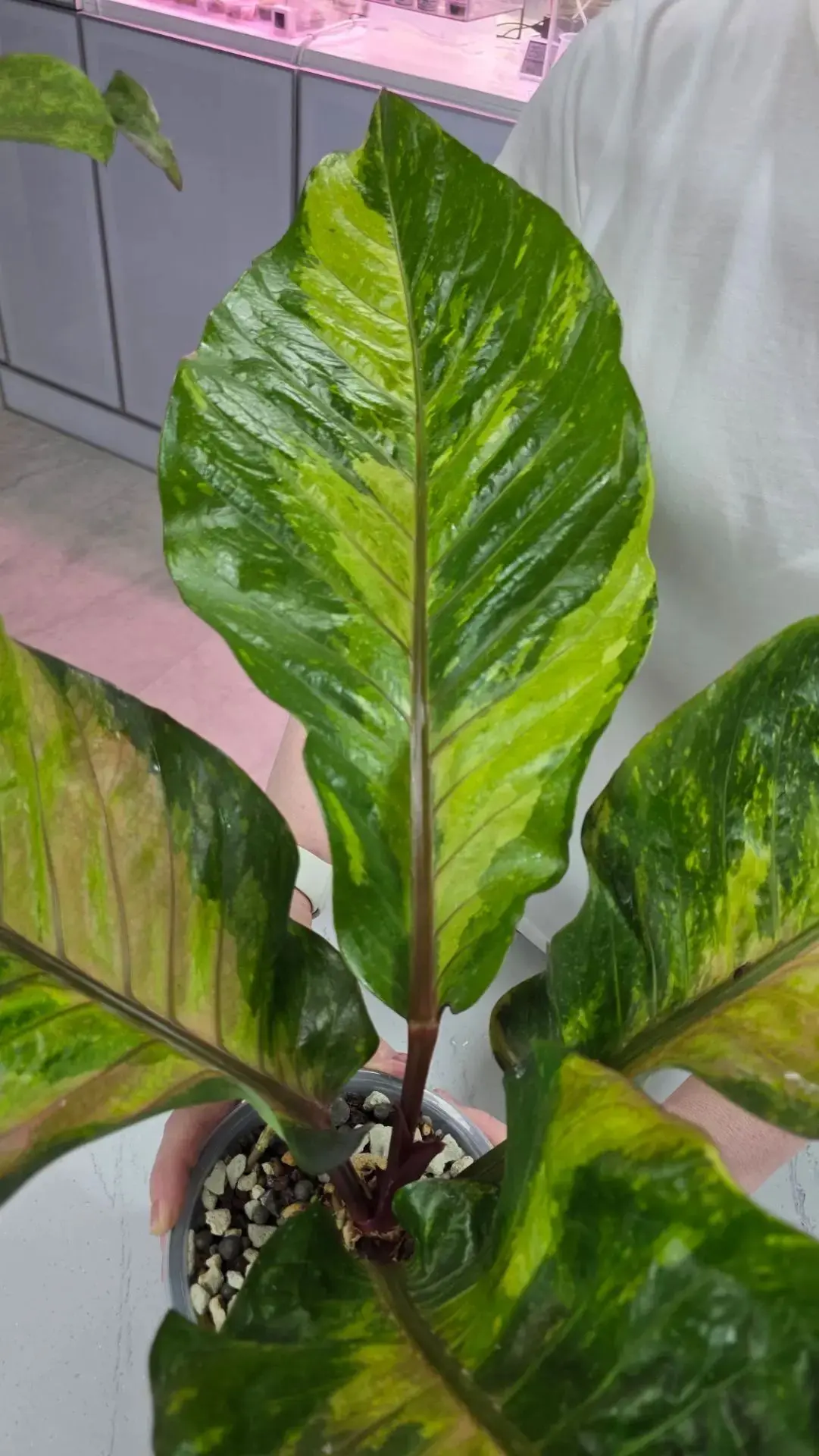 Друзья мои! 🌿
