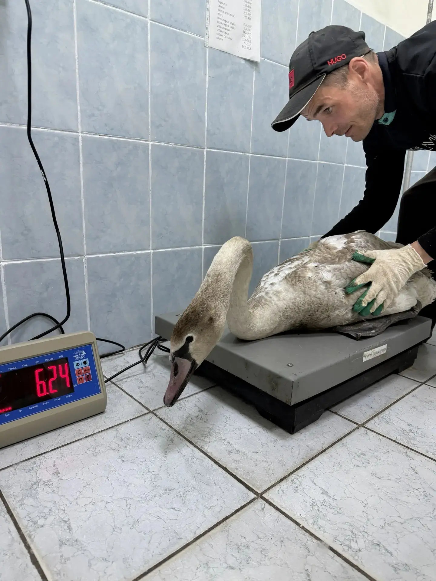 Будни ветеринарной клиники🦢