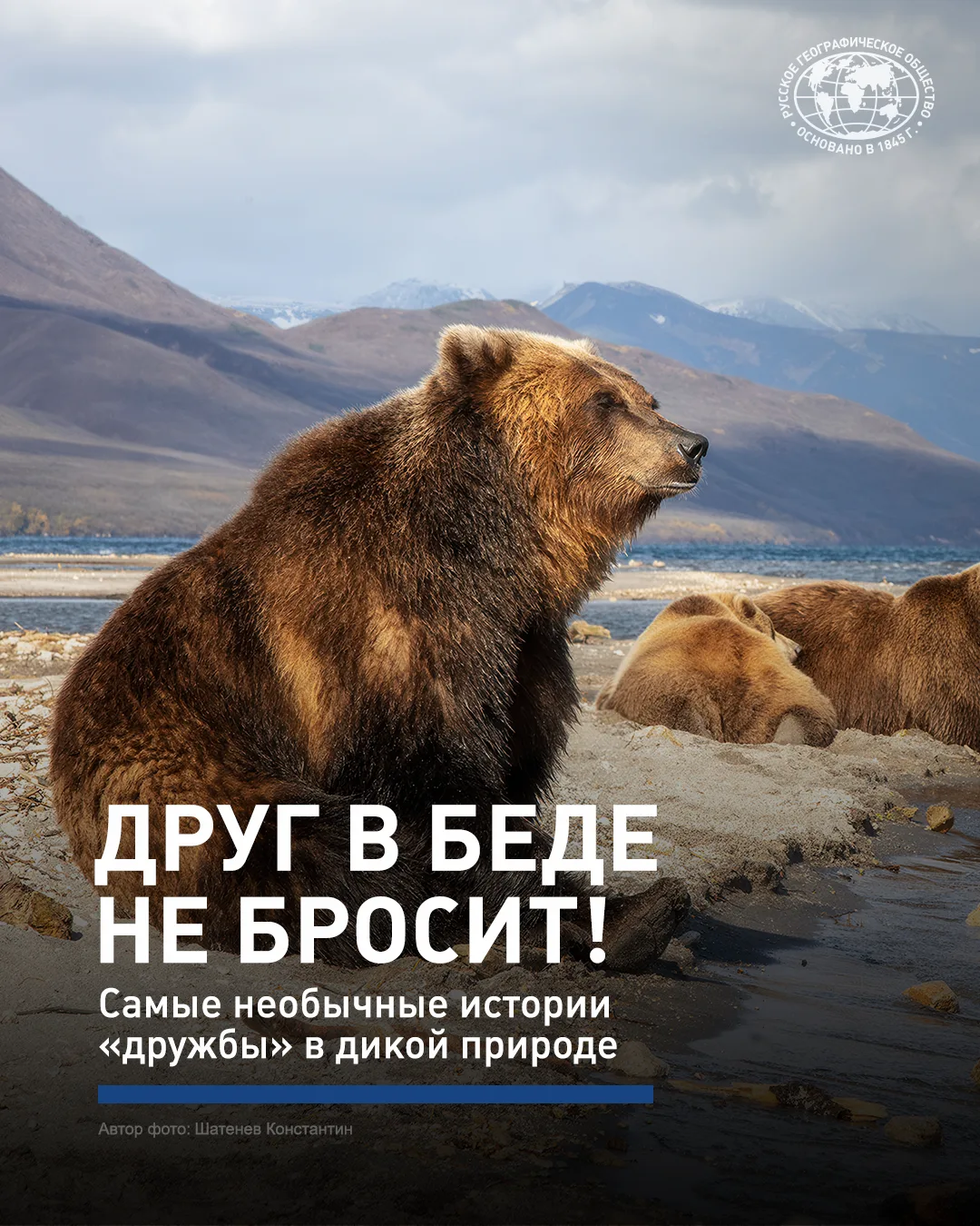 Может ли сова дружить со змеёй? А безумный медоед хоть с кем-нибудь?