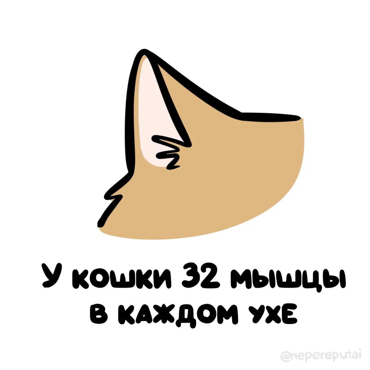 А ты думаешь, как они такие аккуратные повороты головы делают? 😺