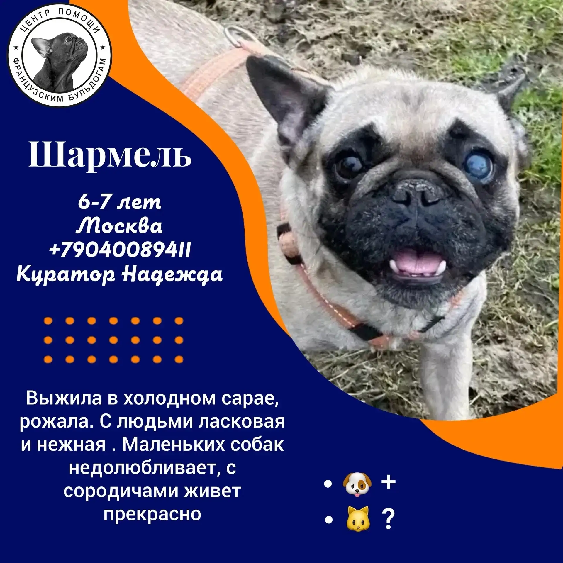 🐾 Шармелька мечтает о доме, где её будут любить 🐾

#Шармель@sosbulldog
https://vk.ru/topic-1442854