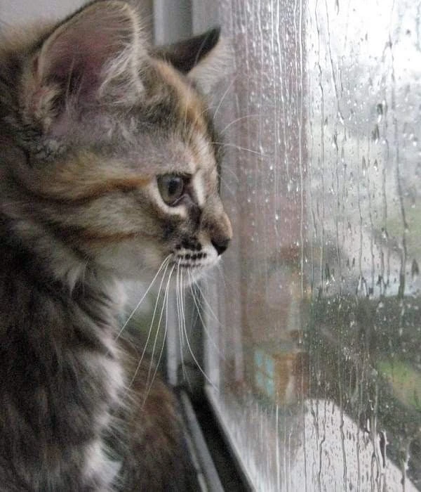 🌧️ Бабье лето в Екатеринбурге заканчивается