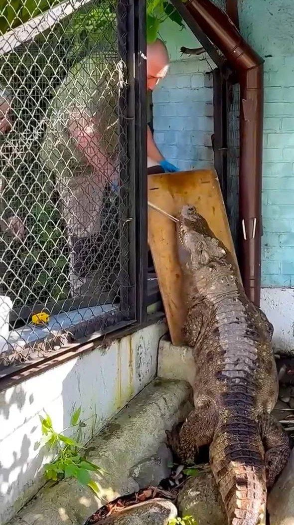 🐊 Людмила спешит на завтрак!