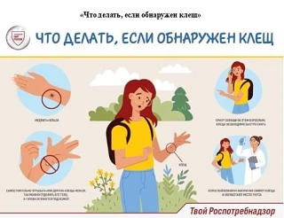 Что делать, если обнаружен клещ?