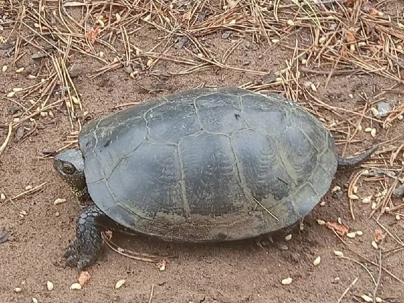 🐢В Бузулукском бору можно встретить болотных черепах, но не стоит бросаться их кормить. Если вам, к
