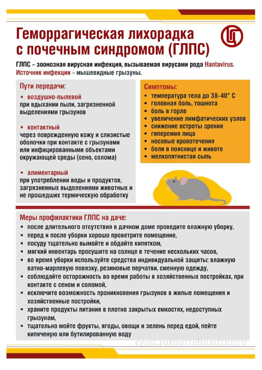 Внимание! Ухудшение эпидемиологической ситуации по ГЛПС в Орловской области