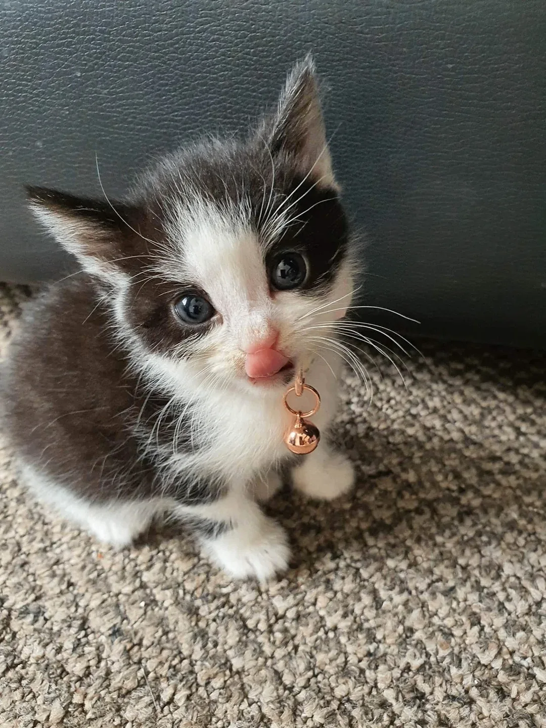Вот бы покушать... 😸😻😻😻