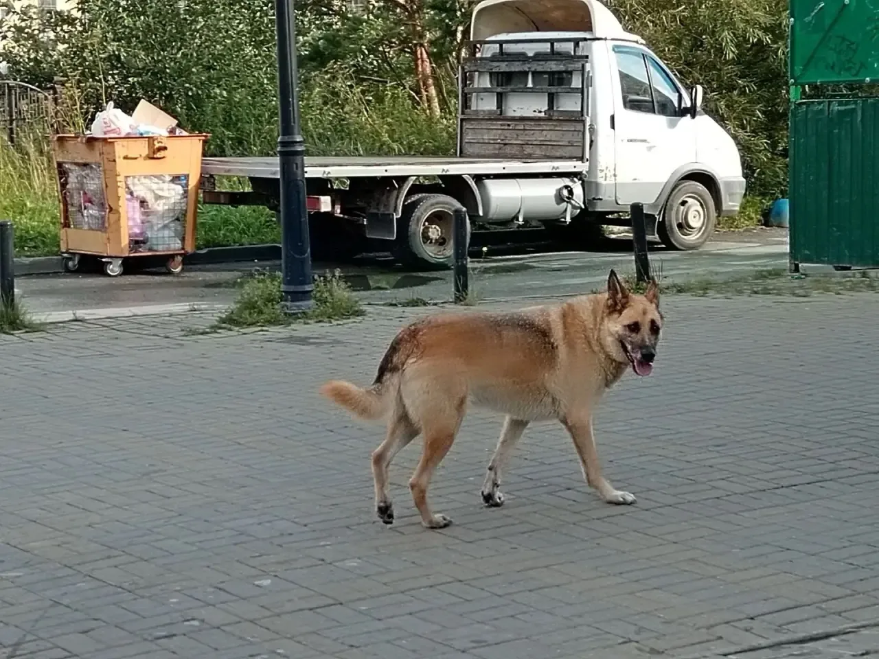 Хозяин сообщил, что Буран дома