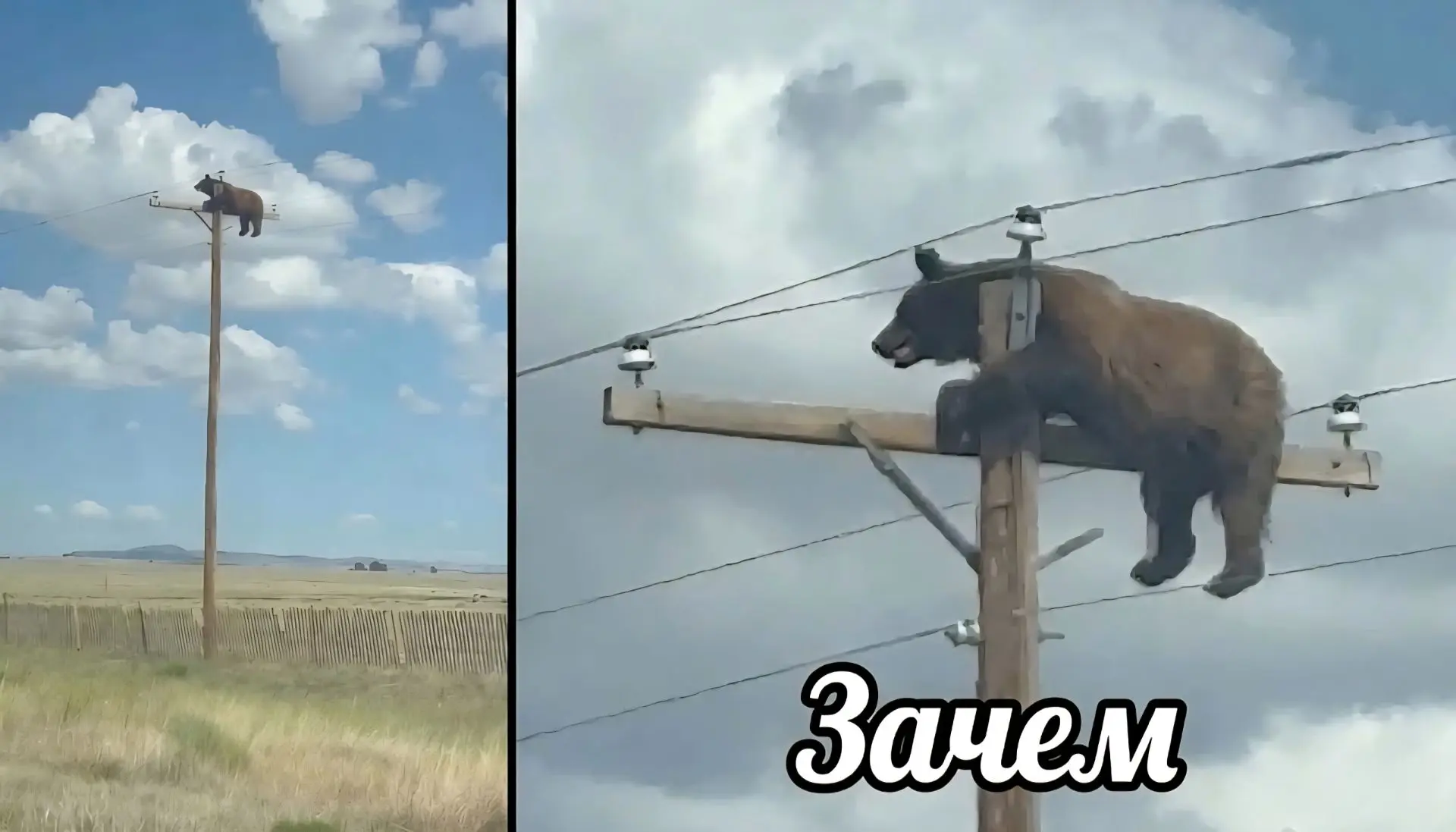 В американском штате Нью-Мексико медведь забрался на высоковольтную опору и погиб от удара током . И