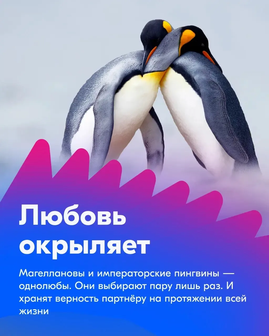 Ловим волну! Делаем ноги! Улыбаемся и машем!   😊 Ко Всемирному дню пингвинов подготовили несколько т
