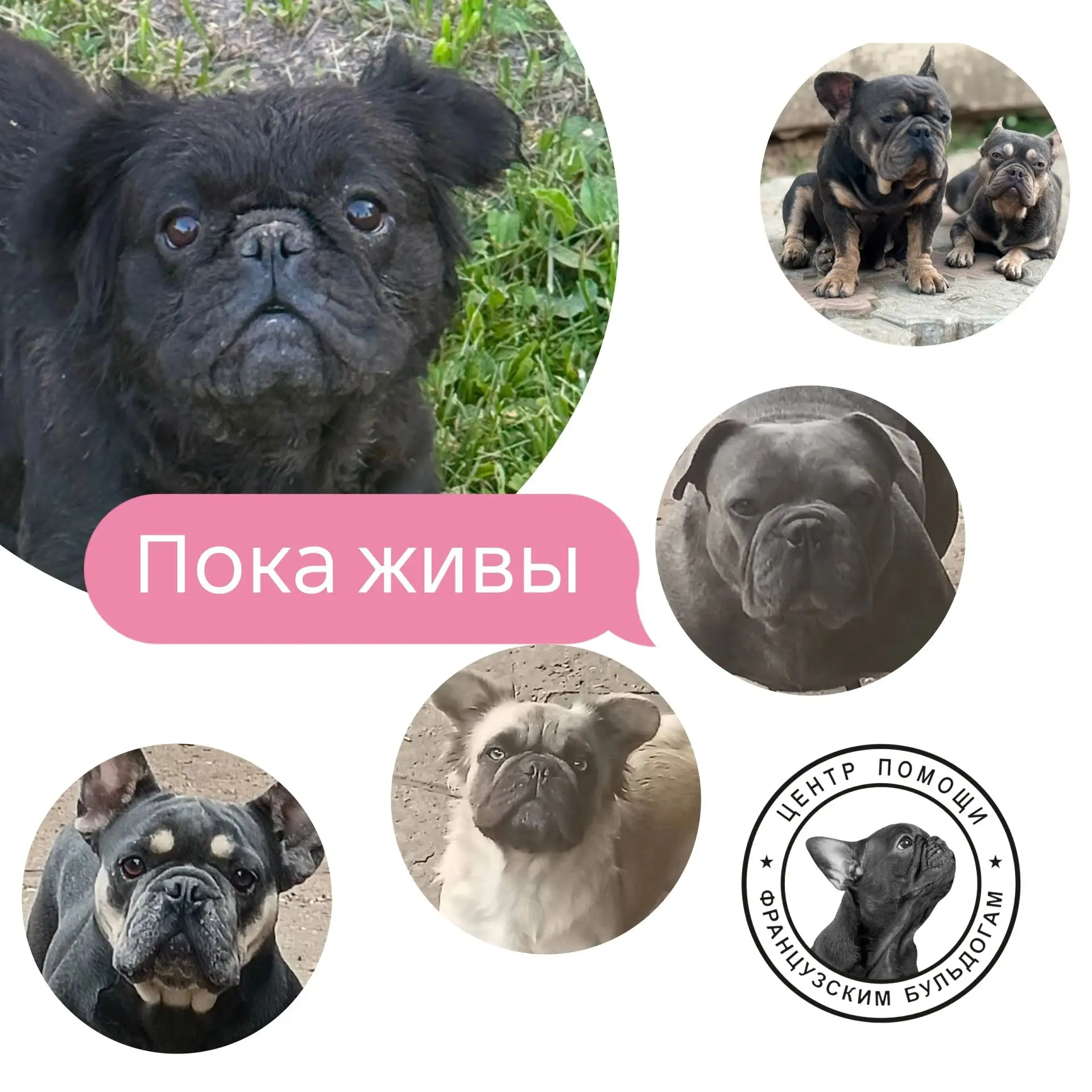 СРОЧНО! ИМ НУЖНА ПОМОЩЬ! 🆘
Если дружно соберемся и активно, то спасём !

Друзья, прямо сейчас на ко