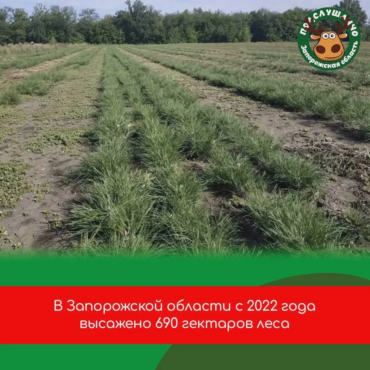 В Запорожской области высадили 690 гектаров леса