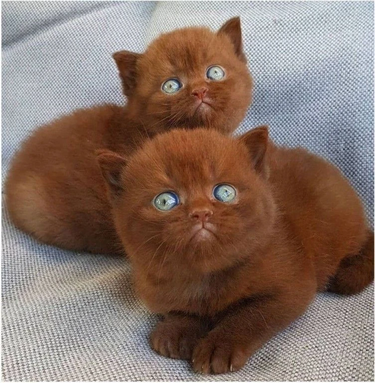 Шоколадные котята!