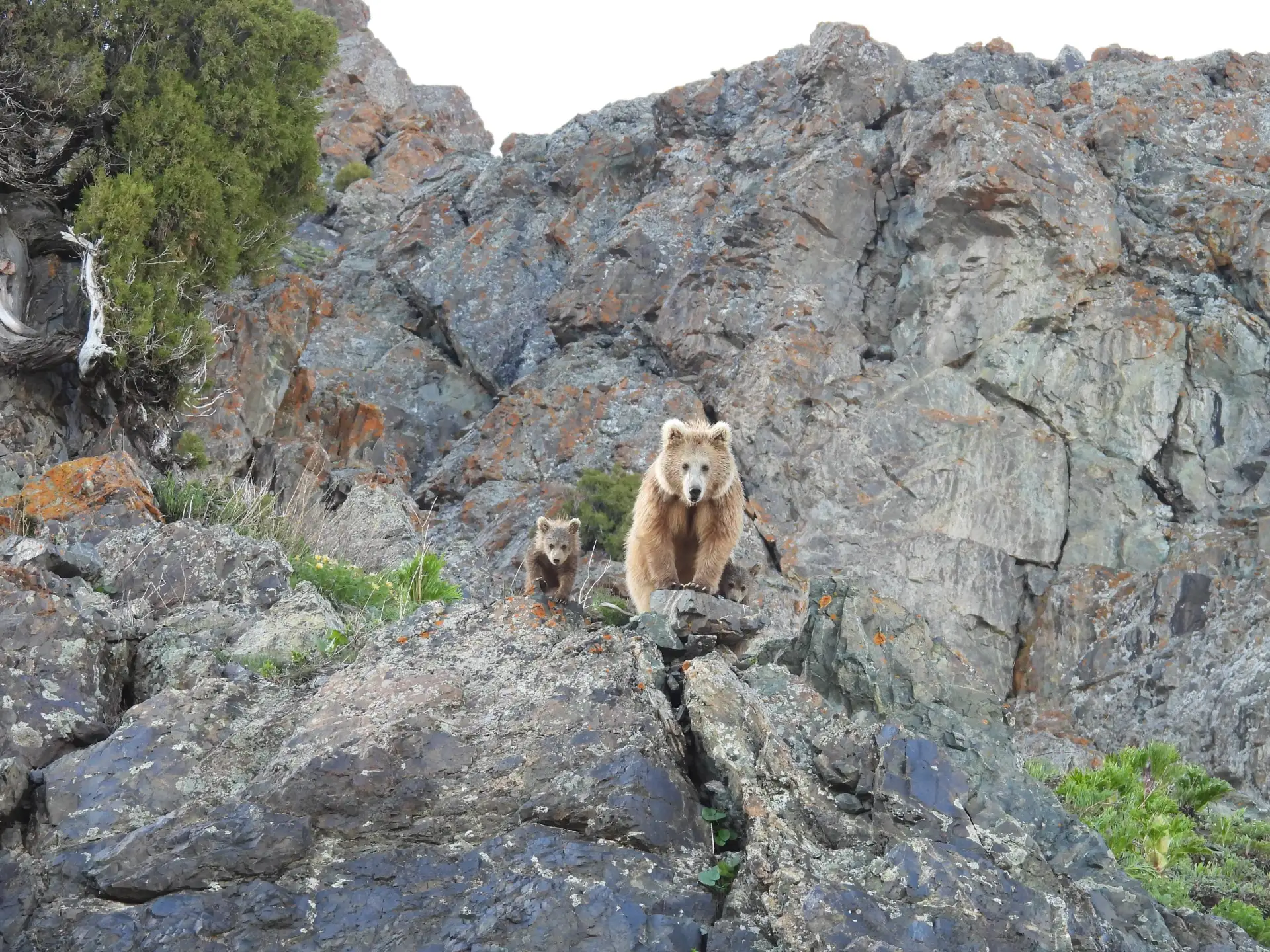 🐻Медведя с медвежонком удалось сфотографировать на территории природного парка "Юкори Тупаланг".

Ф