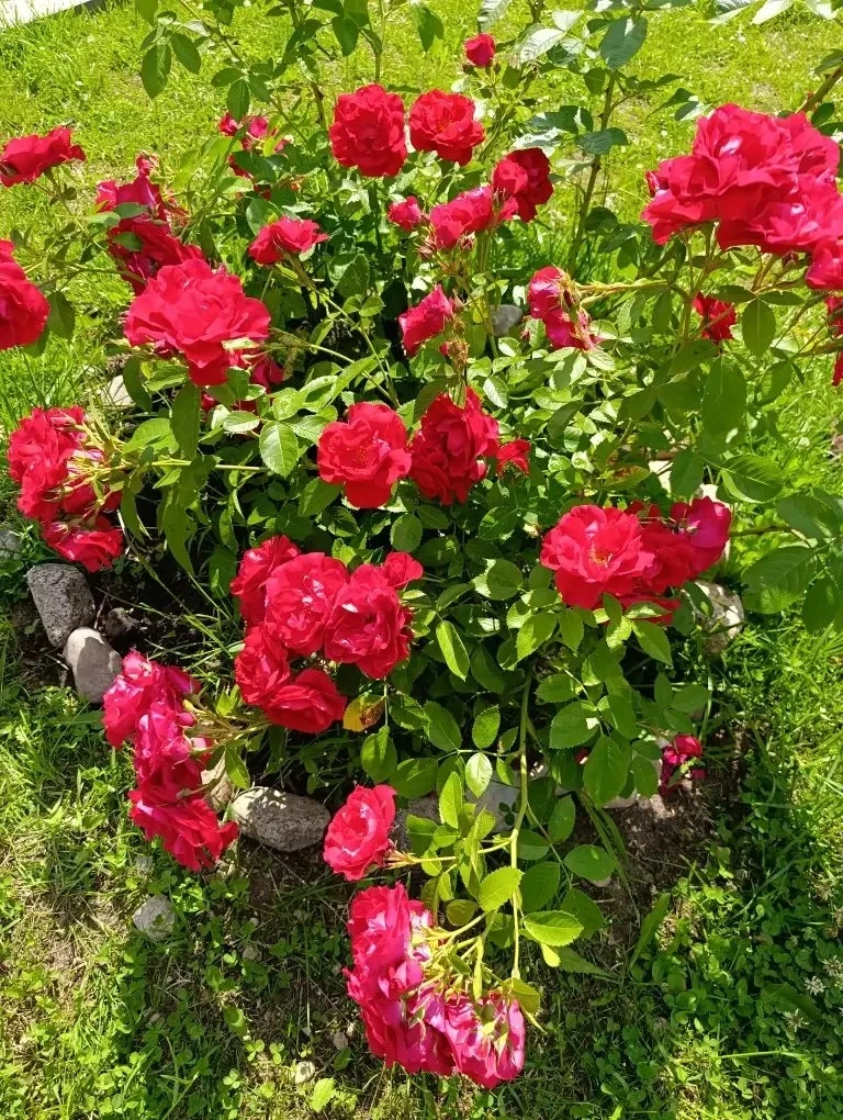 🌺✨Красота, которая рядом✨🌺