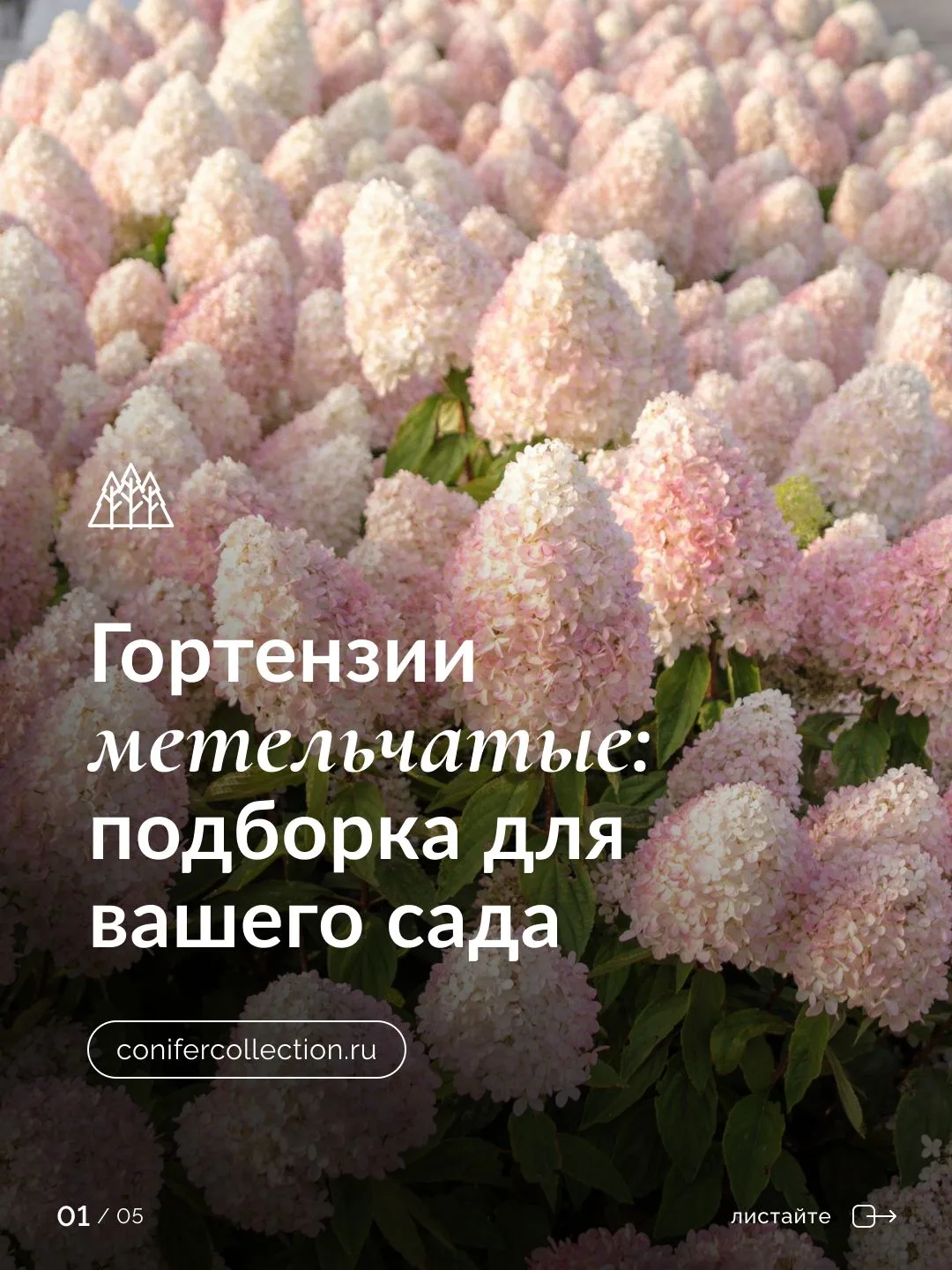 Гортензии, которые цветут до октября

Гортензия метельчатая — один из самых неприхотливых цветущих к