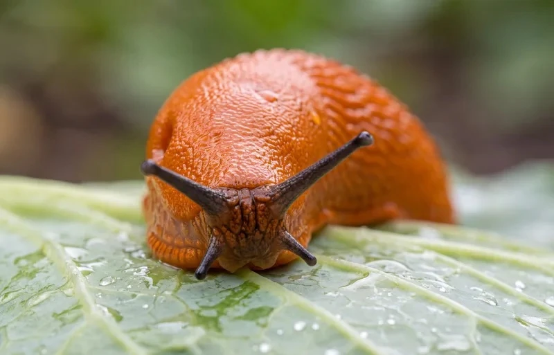 🐌 Что делать с улитками и слизнями осенью