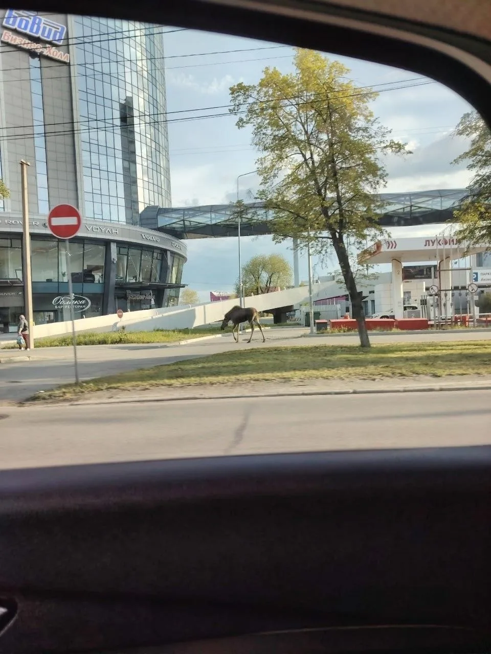 По центру Челябинска ходил лось.  Рогатого заметили у «Видгофа» — спокойно гуляет вдоль тротуара, пр
