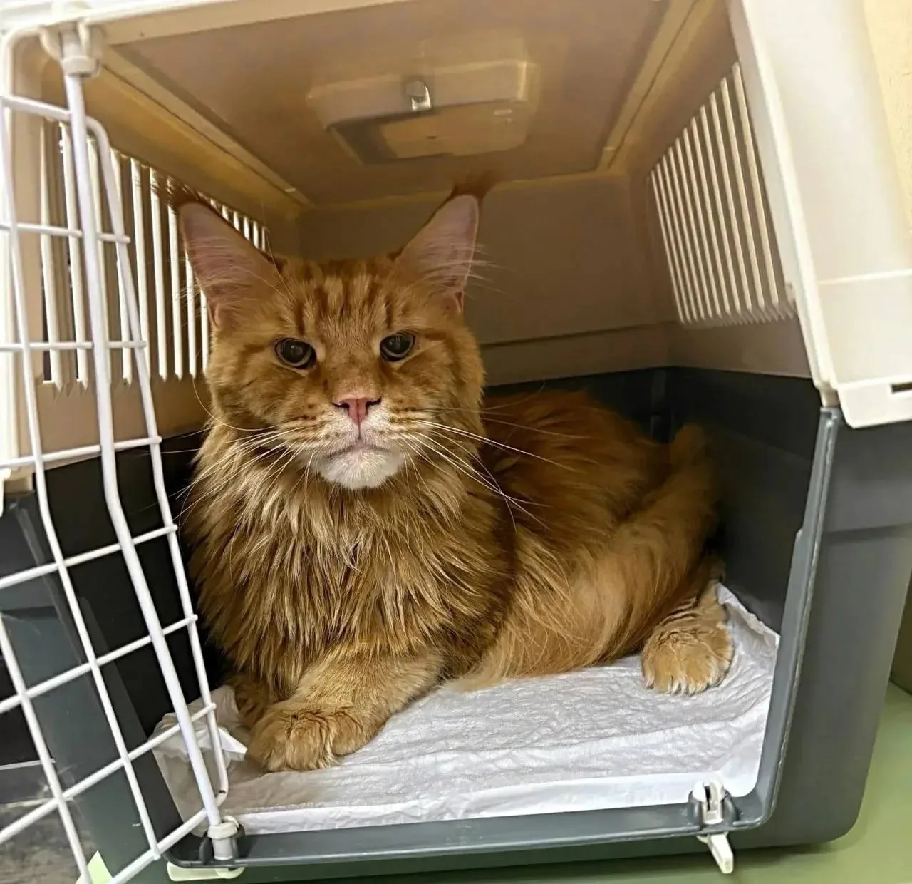 😿Домашнего мейн-куна просто выбросили в крошечной переноске у мусорных баков. Внутрь «...