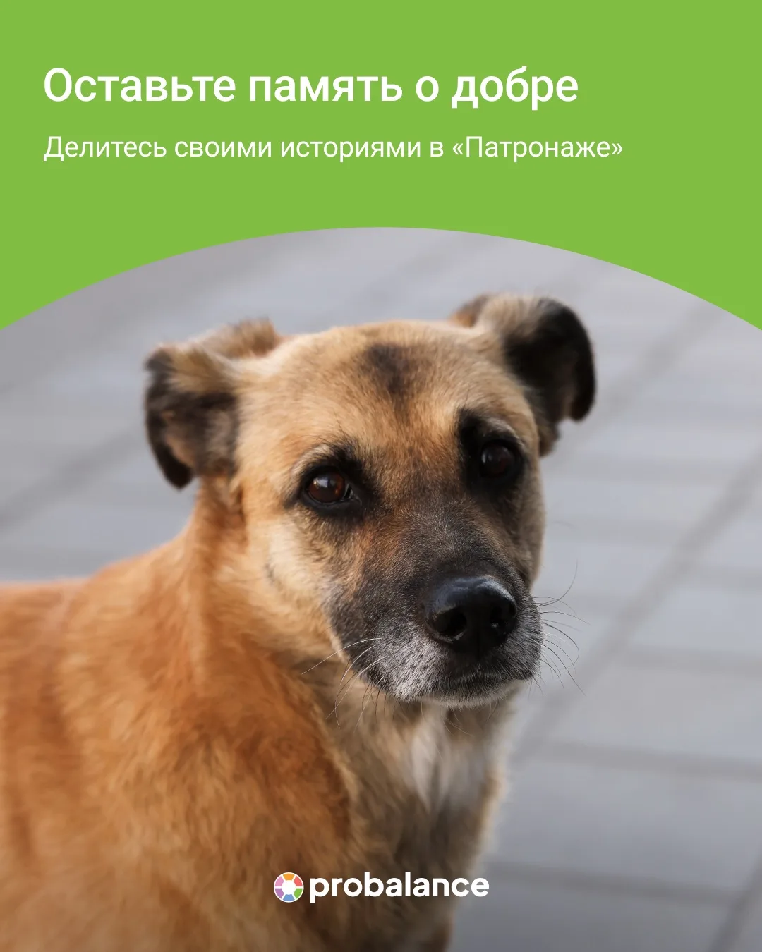 Сегодня — Всемирный день памяти домашних животных ❤️

Дата, которая напоминает не только о любимчика