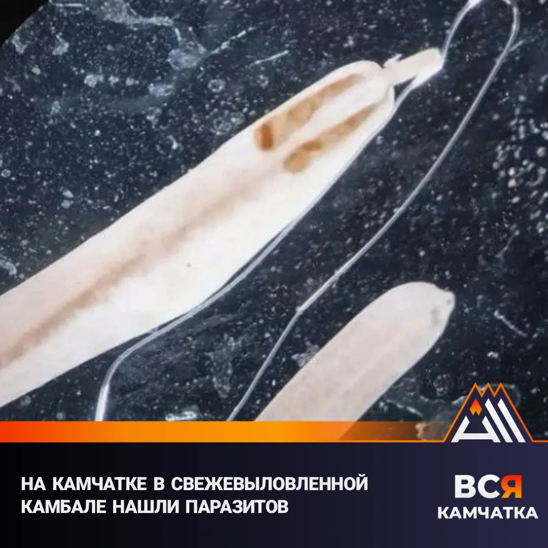 Специалисты объяснили, что для дикой рыбы это естественное явление