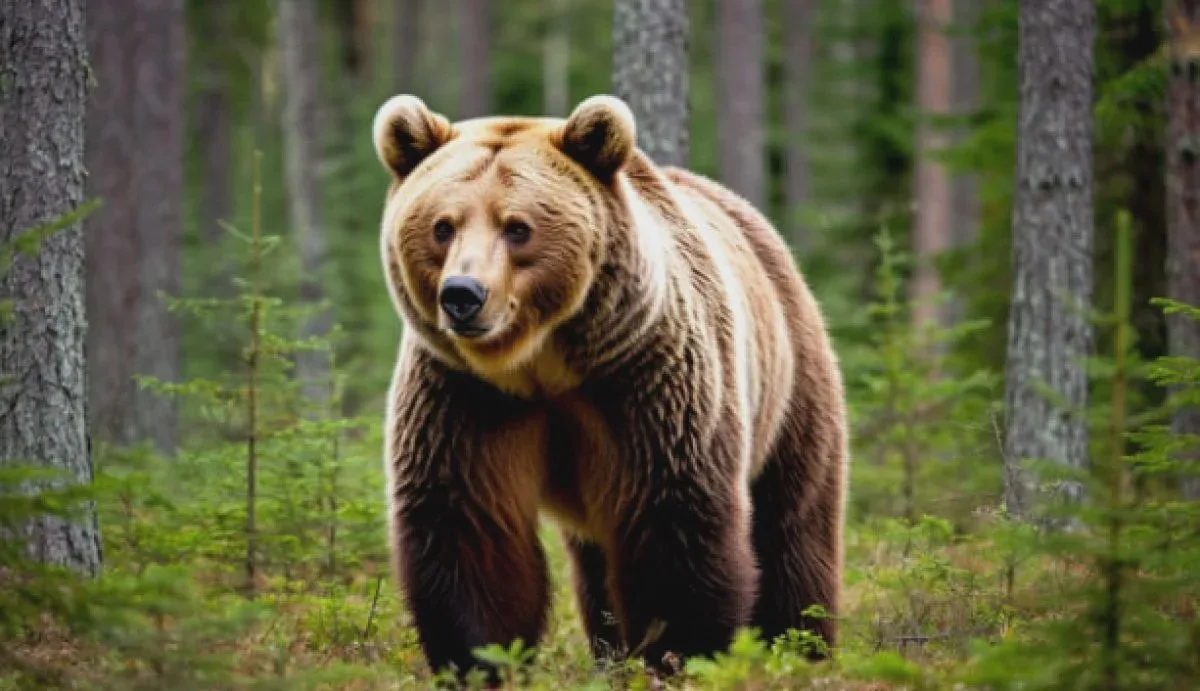 🐻 В ивановских лесах живут 127 бурых медведей