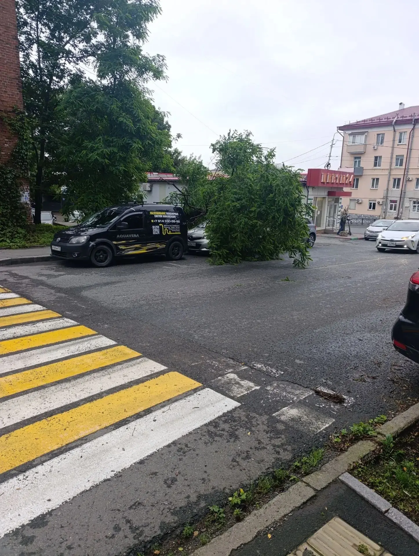 Припарковал не в то время, не в том месте

Дерево рухнуло на авто в районе улицы Сипягина.