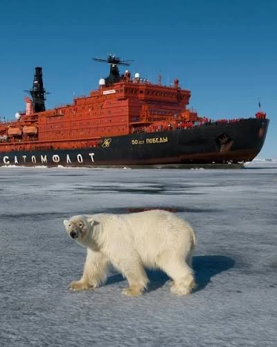 🐻‍❄️ Помните белого медведя, приветствующего атомный ледокол?