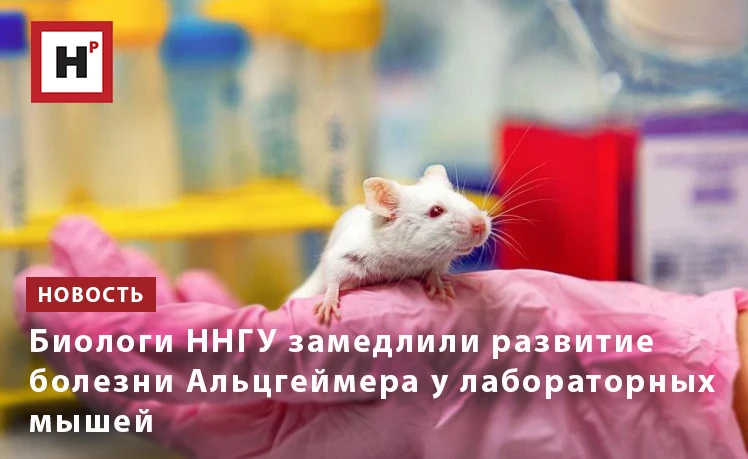 Биологи Университета Лобачевского успешно замедлили развитие болезни Альцгеймера у лабо...