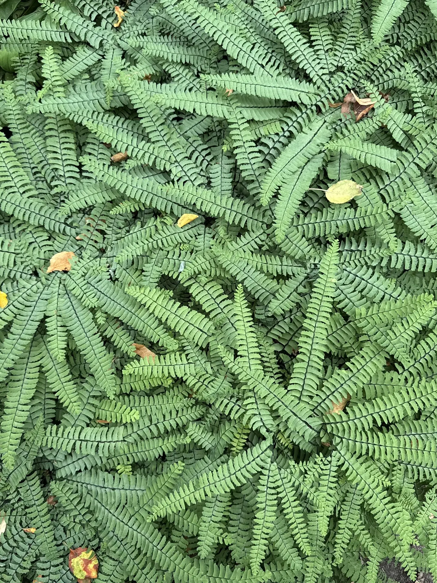 🌿🌿🌿