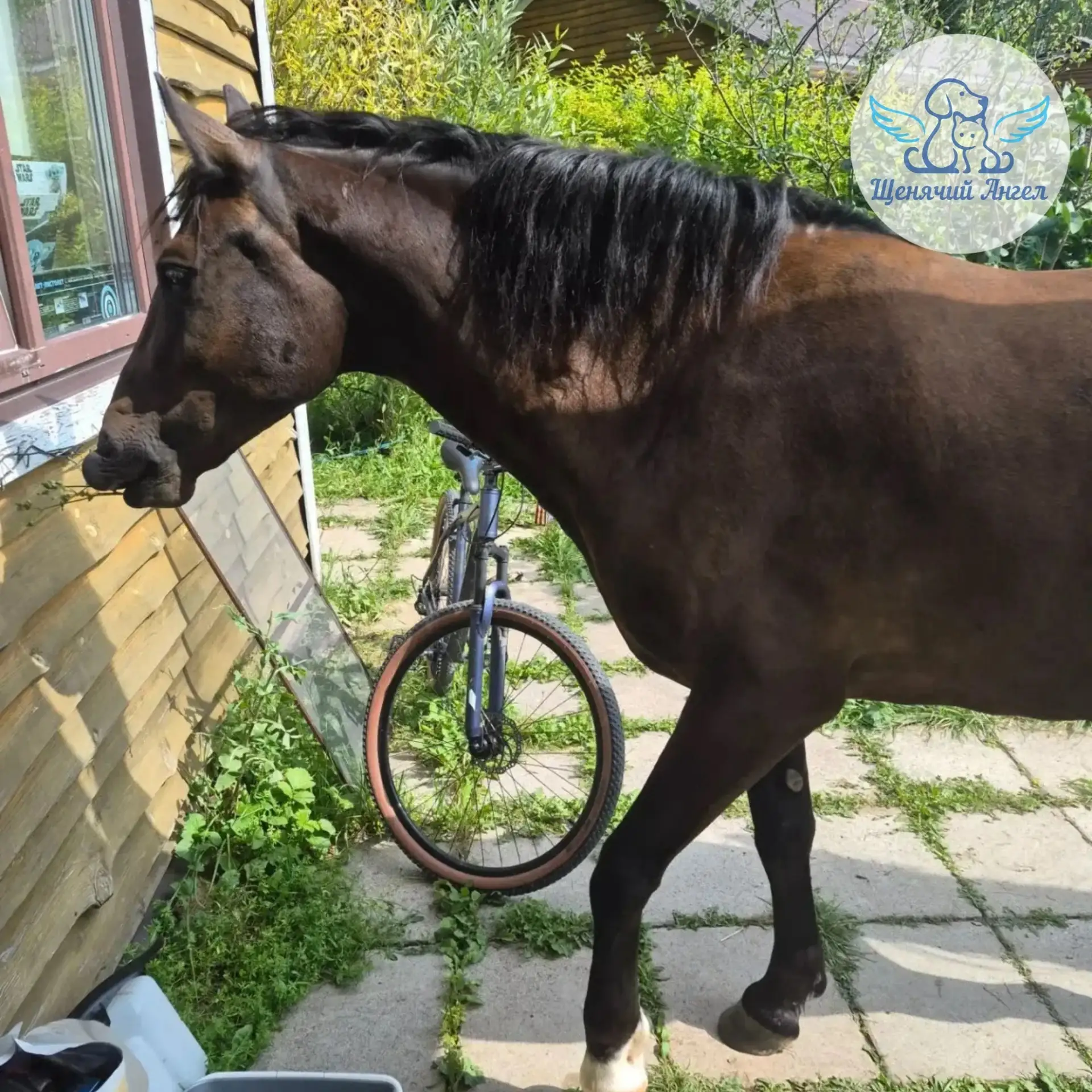ЛОШАДКИ ПРИШЛИ В ГОСТИ 🐴