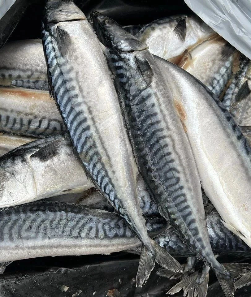 ✅ Скумбрия с\м  н\р 400-600 гр