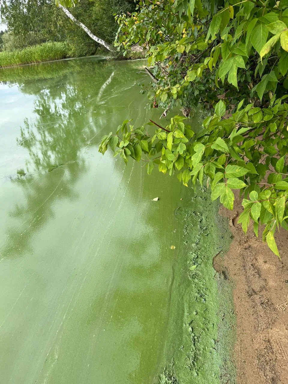 🌊 На Запретке зацвела вода.