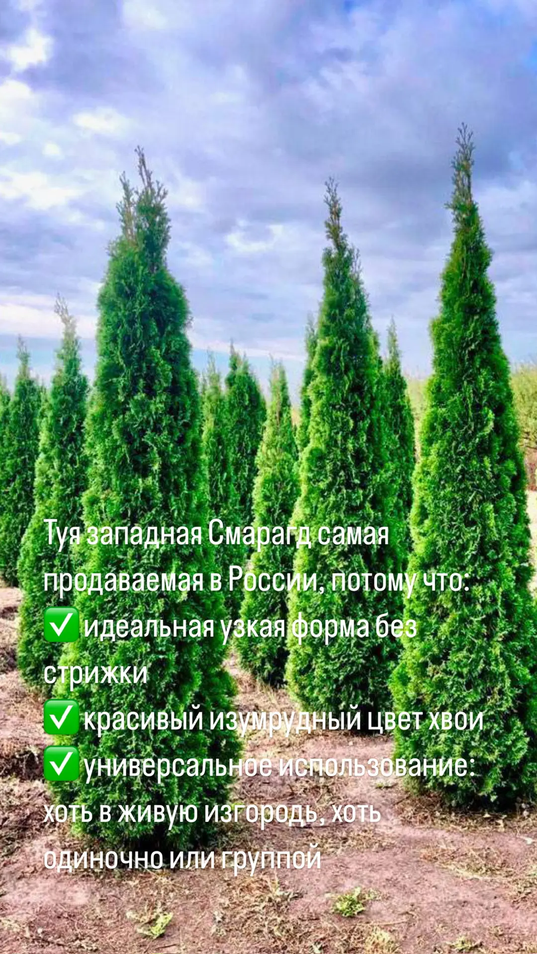 Прошлогодние А К Ц И И в 2026 году! Туя Смарагд в питомнике Летний сад продается со скидкой 30 и 50%