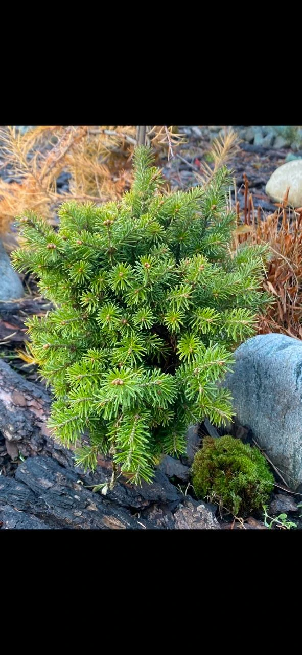 Abies sibirica 'Irka'